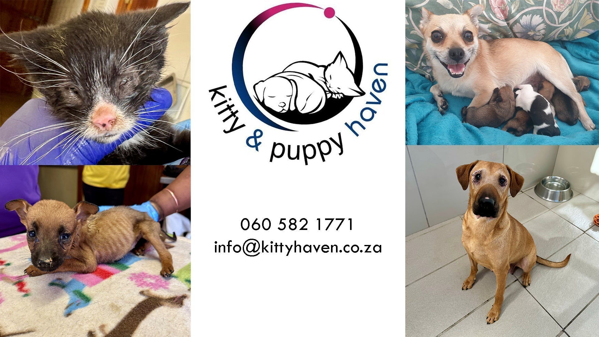 Kitty and Puppy Haven – be-kind-SA