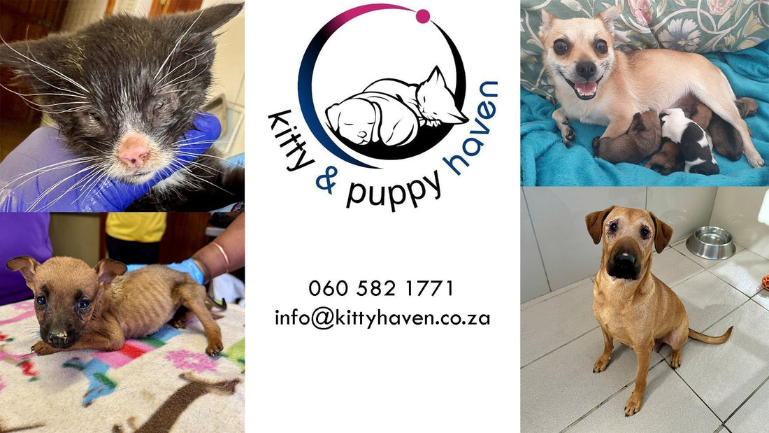 Kitty and Puppy Haven